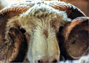 Picture of horned Dorset Ram of John Kading of Millbrook, New York and the former North Breeze Farm