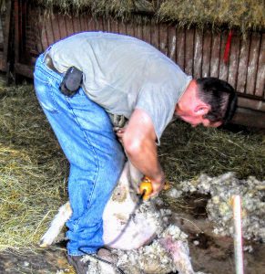 Donald Kading of Millbrook, New York shearing sheep 